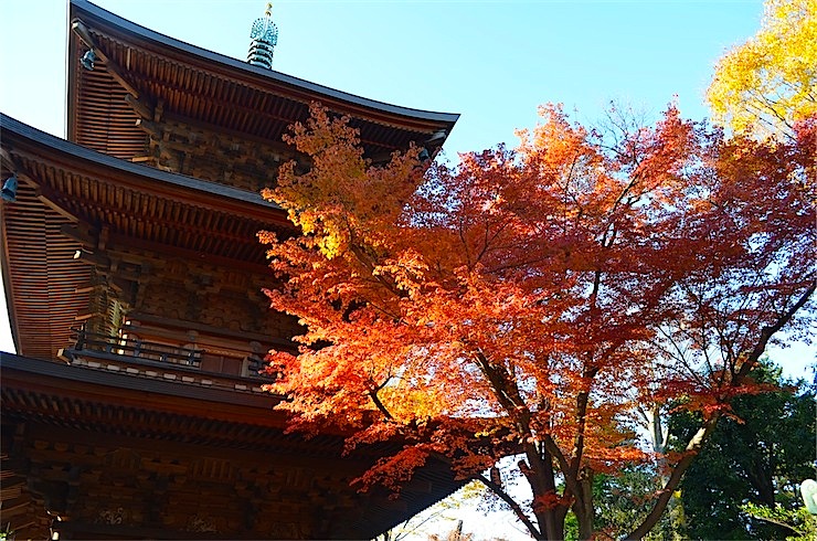 Autumn leaves at the shrine