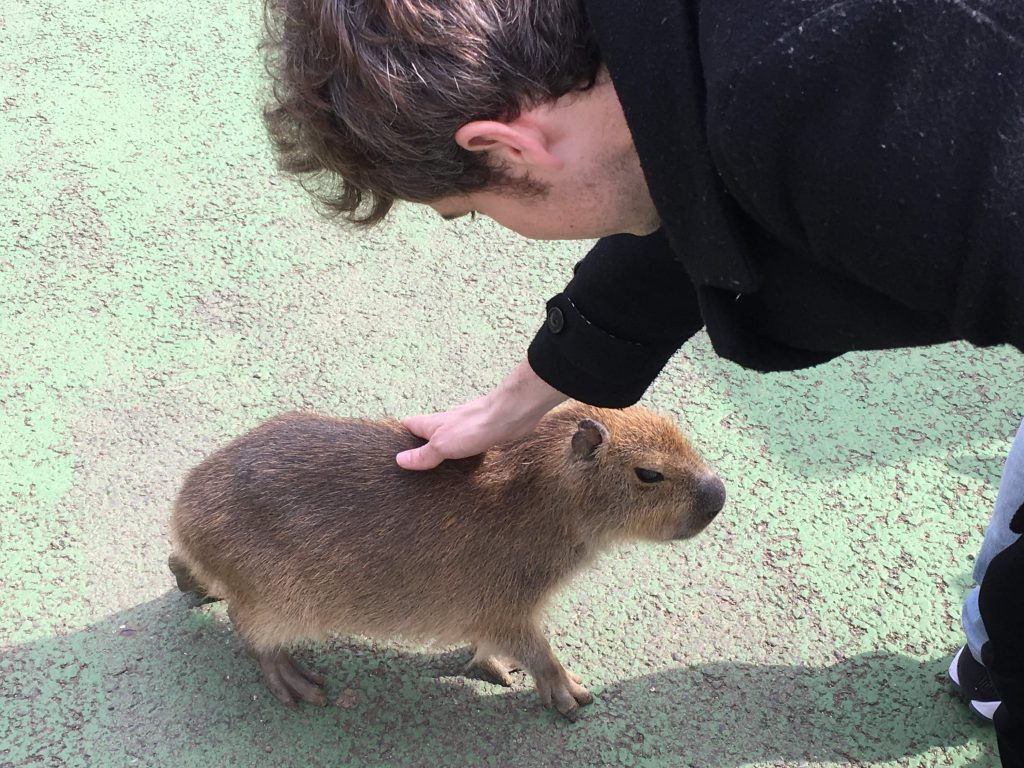 The zoo is famous for its Capybara onsen 