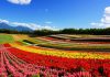 Springtime in Hokkaido’s Biei–Furano hokkaido-biei-furano-flowers-spring-summer