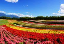 Springtime in Hokkaido’s Biei–Furano hokkaido-biei-furano-flowers-spring-summer