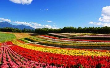 Springtime in Hokkaido’s Biei–Furano hokkaido-biei-furano-flowers-spring-summer