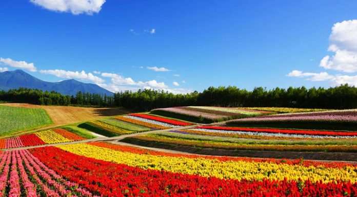 Springtime in Hokkaido’s Biei–Furano hokkaido-biei-furano-flowers-spring-summer