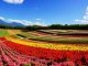 Springtime in Hokkaido’s Biei–Furano hokkaido-biei-furano-flowers-spring-summer