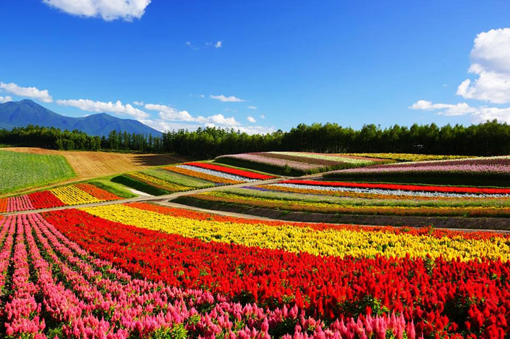 hokkaido-biei-furano-flowers-spring-summer