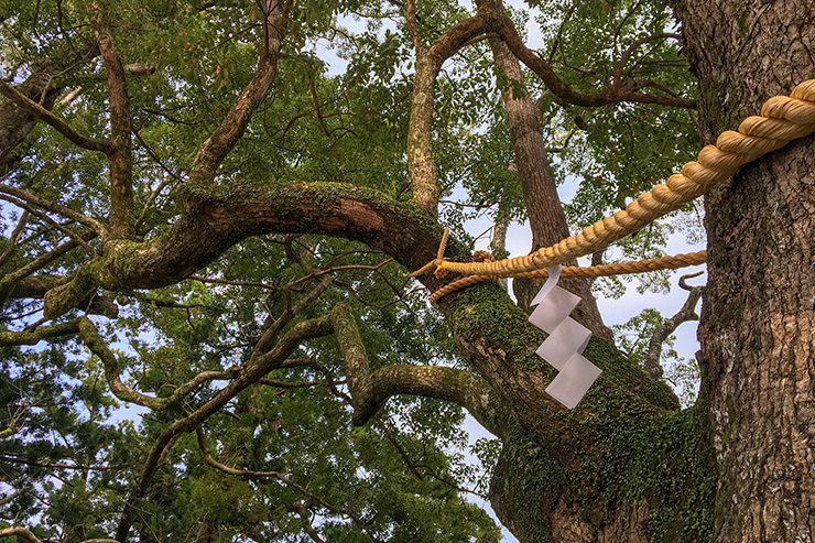 Any walking tour guide worth their salt will tell you how to differentiate a Shinto Shrine from a Buddhist Temple.