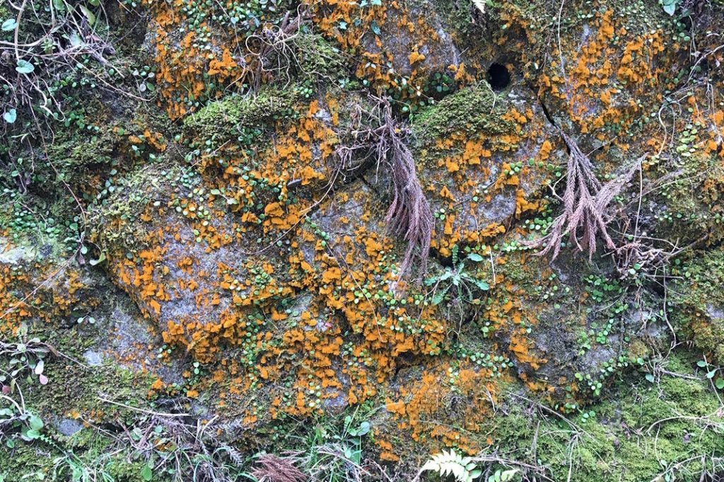 natural backdrop along the kumano kodo