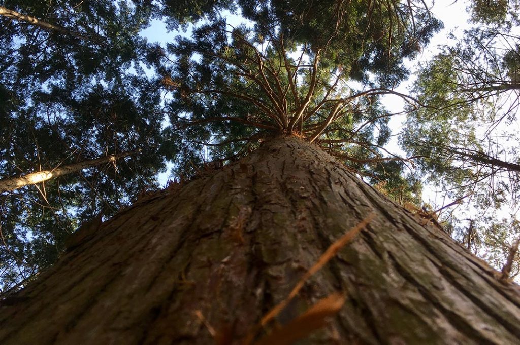 towering cypress trees in the forests of the kumano kodo