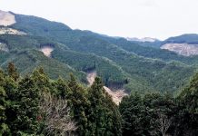 Monkeys and Ancient Cedar Trees on the Kumano Kodo Nakahechi Route: Day 2 japan-wakayama-kumanokodo-pilgrimage-trail-walk-nakahechi-day2-takahara-tsugizakura