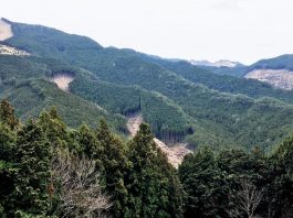 Monkeys and Ancient Cedar Trees on the Kumano Kodo Nakahechi Route: Day 2 japan-wakayama-kumanokodo-pilgrimage-trail-walk-nakahechi-day2-takahara-tsugizakura