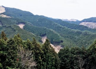 Monkeys and Ancient Cedar Trees on the Kumano Kodo Nakahechi Route: Day 2 japan-wakayama-kumanokodo-pilgrimage-trail-walk-nakahechi-day2-takahara-tsugizakura