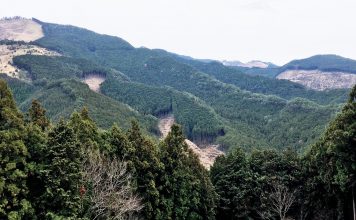 Monkeys and Ancient Cedar Trees on the Kumano Kodo Nakahechi Route: Day 2 japan-wakayama-kumanokodo-pilgrimage-trail-walk-nakahechi-day2-takahara-tsugizakura