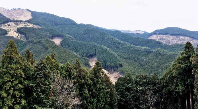 Monkeys and Ancient Cedar Trees on the Kumano Kodo Nakahechi Route: Day 2 japan-wakayama-kumanokodo-pilgrimage-trail-walk-nakahechi-day2-takahara-tsugizakura