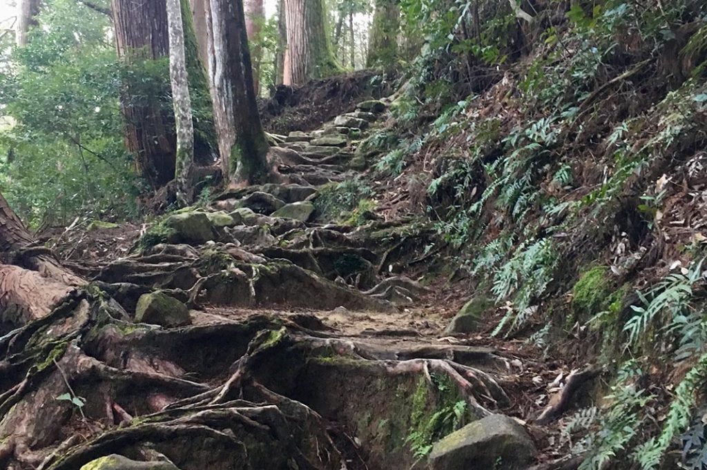 This stretch of the trek is perhaps the most beautiful. Towering cedars and trickling streams. Pine strewn paths and makeshift tree-root staircases give way to shoulder-height ferns.