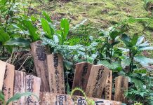 The Pacific Ocean, a Pagoda and a Waterfall: Day 5 of Kumano Kodo Nakahechi Route japan-wakayama-kumanokodo-pilgrimage-trail-walk-nakahechi-day5-koguchi-nachi