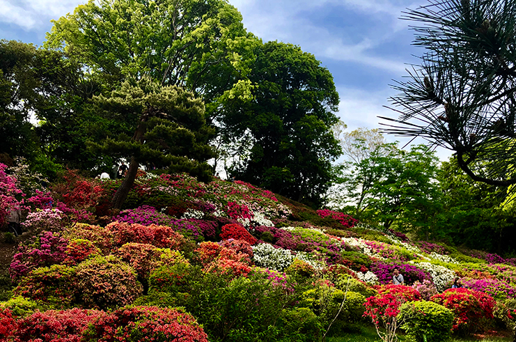 A hiden garden in Tokyo is located in Komagome district.