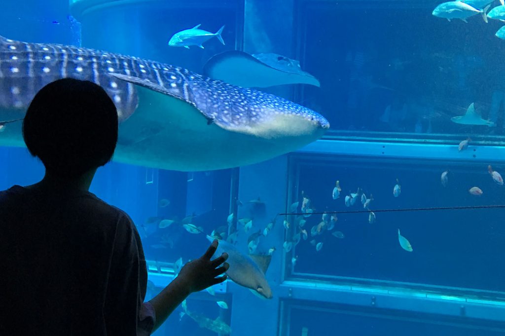 Things to do in Osaka: Osaka Aquarium Kaiyukan. Great Osaka indoor activity.