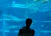 Great Osaka Indoor Activity: Kaiyukan (Osaka Aquarium)