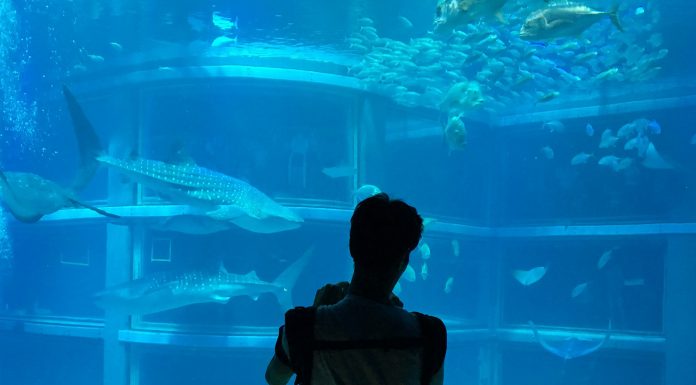 Great Osaka Indoor Activity: Kaiyukan (Osaka Aquarium)
