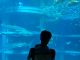 Great Osaka Indoor Activity: Kaiyukan (Osaka Aquarium)