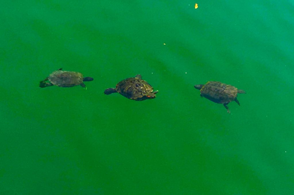 Birds, turtles, and other wildlife can be seen wandering around Ohori Park.