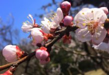 Tokyo’s Plum Blossom Season: Where and why you should go