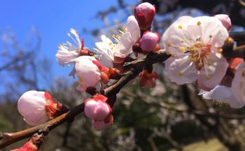 Tokyo’s Plum Blossom Season: Where and why you should go