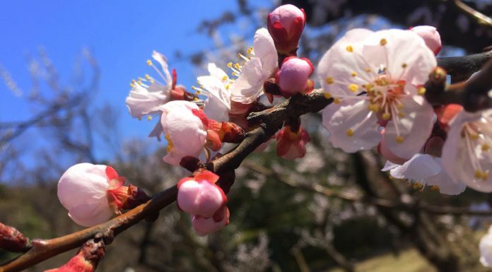 Tokyo’s Plum Blossom Season: Where and why you should go