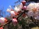 Tokyo’s Plum Blossom Season: Where and why you should go