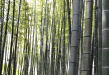 Serenity and Samurai at the Bamboo Temple: Hokokuji