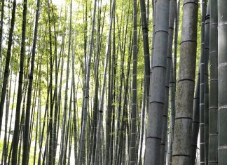 Serenity and Samurai at the Bamboo Temple: Hokokuji