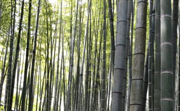 Serenity and Samurai at the Bamboo Temple: Hokokuji
