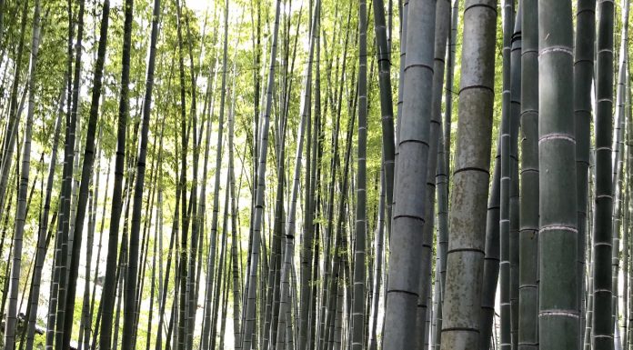 Serenity and Samurai at the Bamboo Temple: Hokokuji