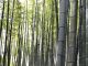 Serenity and Samurai at the Bamboo Temple: Hokokuji