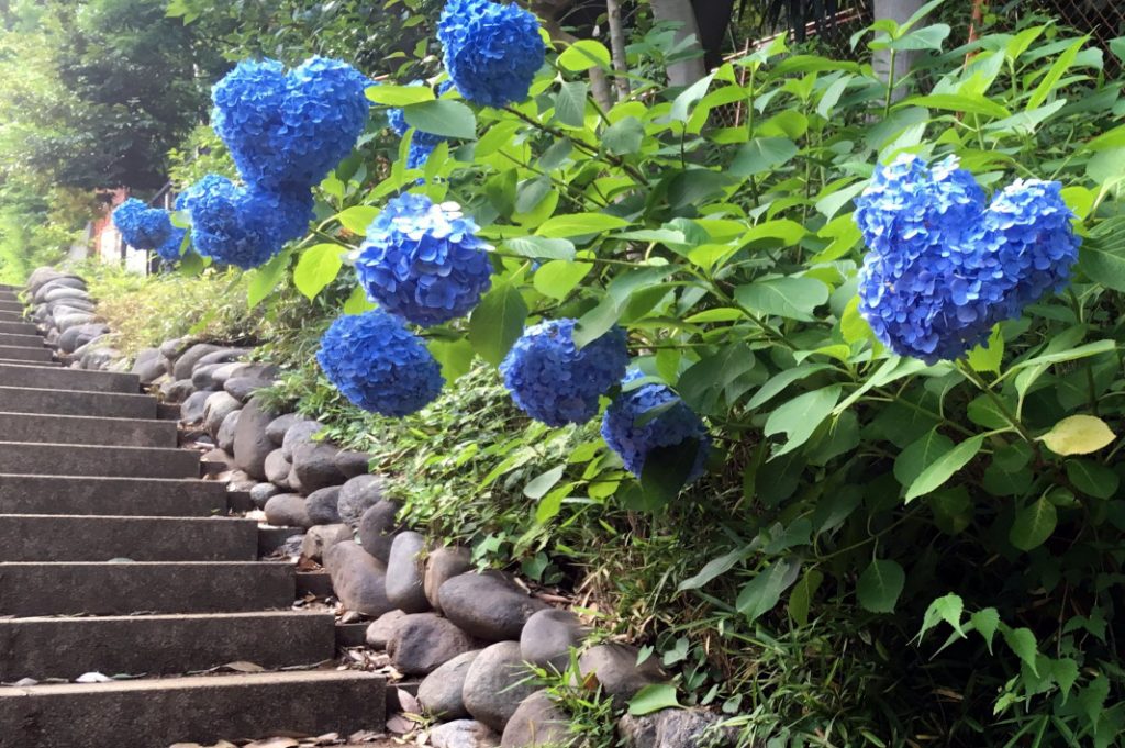 Todoroki Valley is a stunning park to visit. A Japanese garden leads back to Tokyo city.