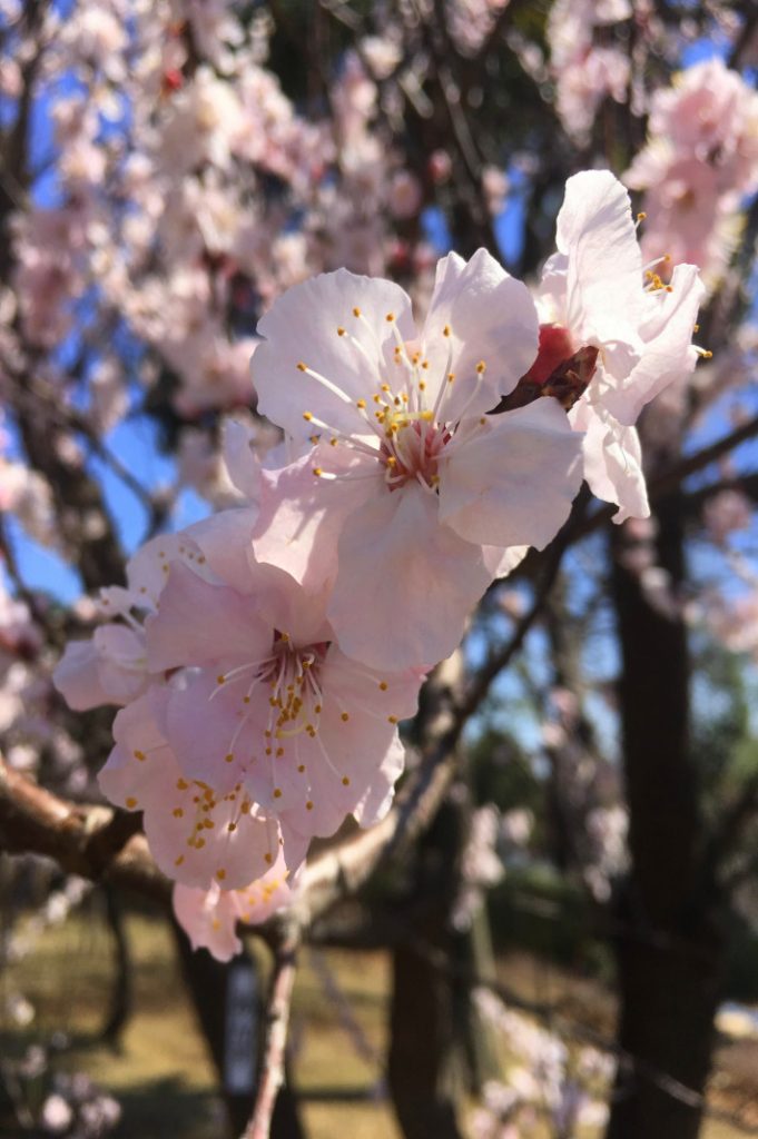 Plum Blossoms