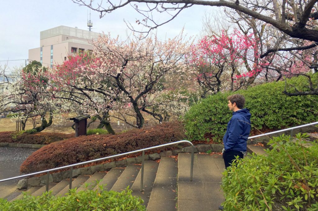 Hanegi Park's grove is stunning in the springtime., especially during plum blossom season.