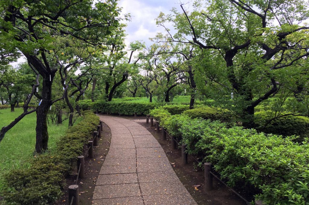 Even if you've missed plum blossom season, Hanegi Park's groves are beautiful at any time of year