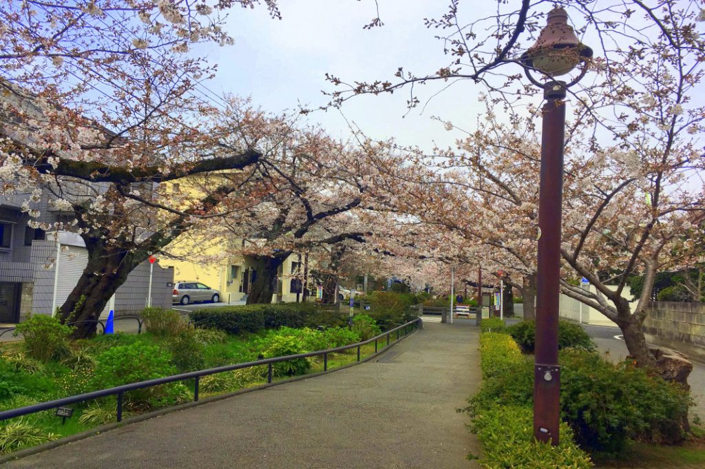 This walking path links Shimokitazawa to Hanegi Park in the blossom season.