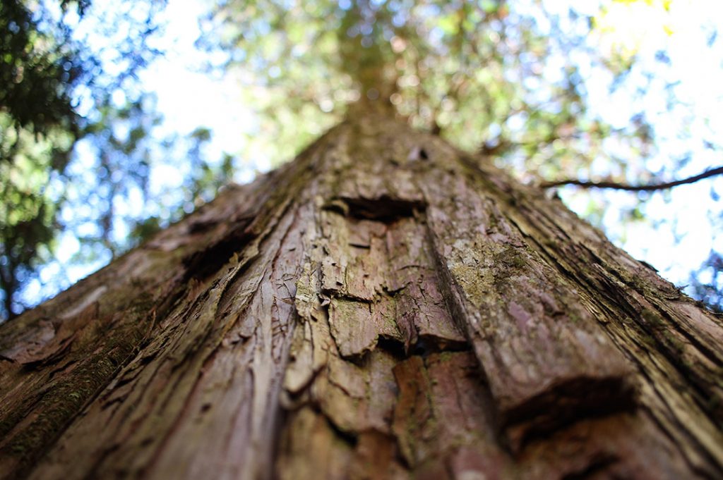 ancient hinoki cypress at the akasawa natural recreational forest