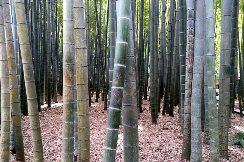Part of the bamboo grove.