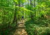 Forest Bathing in Japan’s First National Forest: Akasawa Natural Recreational Forest