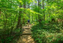 Forest Bathing in Japan’s First National Forest: Akasawa Natural Recreational Forest
