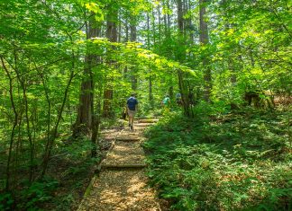 Forest Bathing in Japan’s First National Forest: Akasawa Natural Recreational Forest