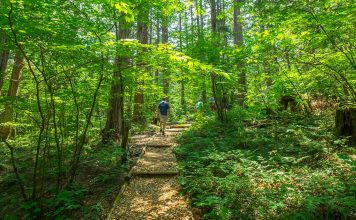 Forest Bathing in Japan’s First National Forest: Akasawa Natural Recreational Forest