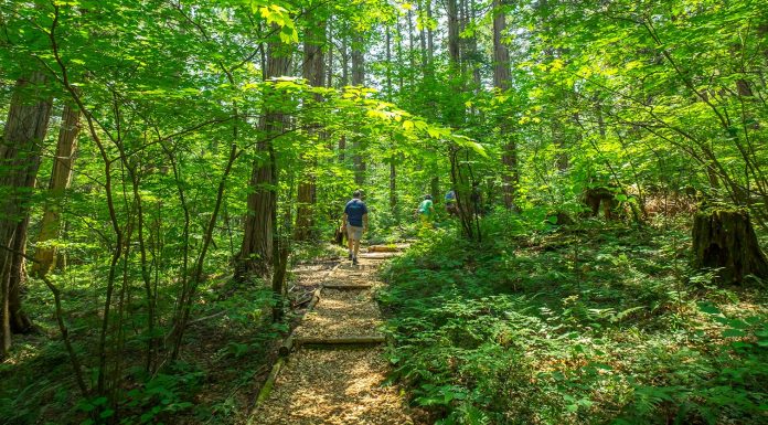 Forest Bathing in Japan’s First National Forest: Akasawa Natural Recreational Forest