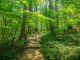 Forest Bathing in Japan’s First National Forest: Akasawa Natural Recreational Forest