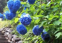 Tokyo’s Secret Wilderness: Exploring Todoroki Valley