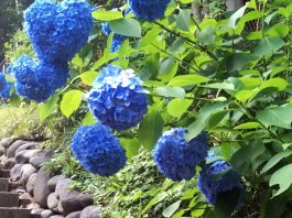 Tokyo’s Secret Wilderness: Exploring Todoroki Valley