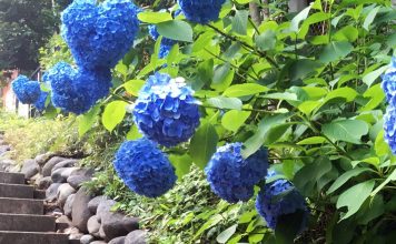 Tokyo’s Secret Wilderness: Exploring Todoroki Valley