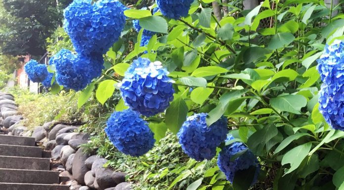 Tokyo’s Secret Wilderness: Exploring Todoroki Valley